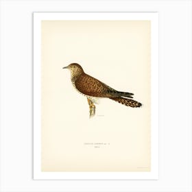 Common Cuckoo Female, The Von Wright Brothers Art Print