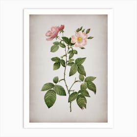 Vintage Red Bramble Leaved Rose Botanical on Parchment n.0411 Art Print