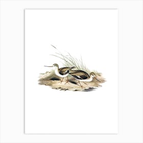 Vintage Terek Godwit Bird Illustration on Pure White n.0376 Art Print