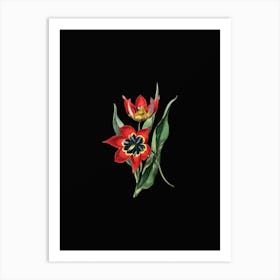 Vintage Red Strong Smelling Tulip Botanical Illustration on Solid Black n.0323 Art Print
