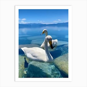 Swans In Lake Tahoe Art Print