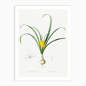 Amaryllis Lutes, Pierre Joseph Redoute Art Print