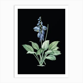 Vintage Daylily Botanical Illustration on Solid Black n.0020 Art Print