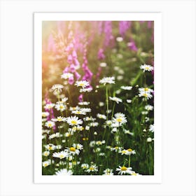 Daisies In The Meadow Art Print