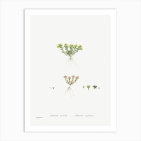 Sedum Atratum, Pierre Joseph Redoute Art Print