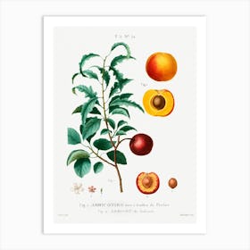 Inside Part Of Apricot, Pierre Joseph Redoute Art Print