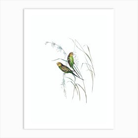 Vintage Warbling Grass Parakeet Bird Illustration on Pure White n.0039 Art Print