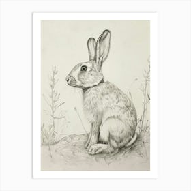 Havana Rabbit Drawing 1 Art Print