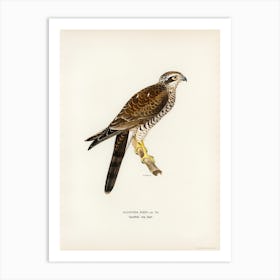 Eurasian Sparrowhawk, The Von Wright Brothers Art Print