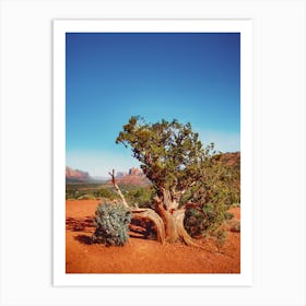 Lonely Tree in Desert's Embrace Art Print