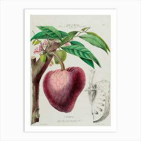 Pomegranate Fruit Art Print