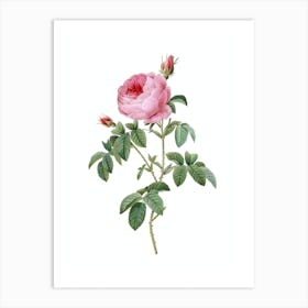 Vintage Provence Rose Bloom Botanical Illustration on Pure White n.0580 Art Print