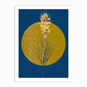 Vintage Botanical Yellow Asphodel on Circle Yellow on Blue Art Print