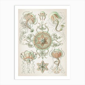 Vintage Haeckel 3 Tafel 26 Kolbenquallen Art Print