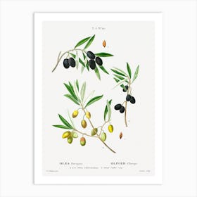 Willow Leaved Pear, Pierre Joseph Redoute Art Print