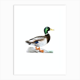 Vintage Mallard Duck Male Bird Illustration on Pure White n.0060 Art Print