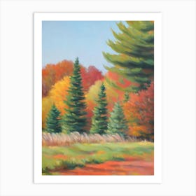 Balsam Fir Tree Watercolour Art Print