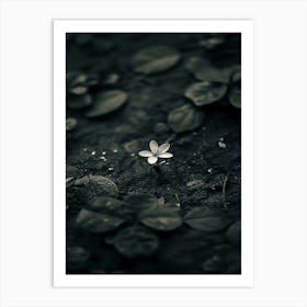 Flower In The Dark 13 Art Print