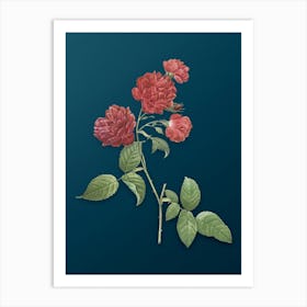 Vintage Red Cabbage Rose in Bloom Botanical Art on Teal Blue n.0448 Art Print