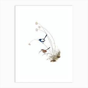 Vintage White Winged Wren Bird Illustration on Pure White Art Print