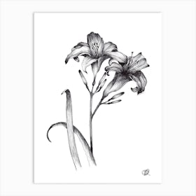 Pair of Black and White Day Lillies Art Print