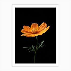 Cosmos Flower 4 Art Print