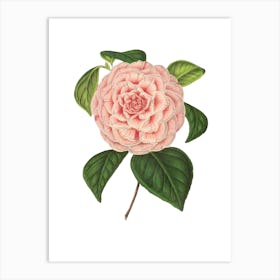 Pink Camellia Art Print