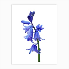 Blue Hyacinth Art Print
