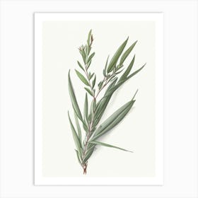 Tarragon Herb Pencil Colour 3 Art Print