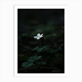 White Flower In The Dark 23 Art Print