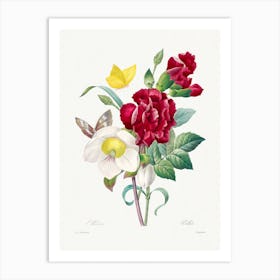 Hellebore And Oeillet, Pierre Joseph Redouté Art Print