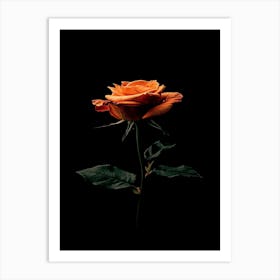 Orange Rose 20 Art Print