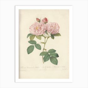 Rose Illustration, Pierre Joseph Redoute (16) Art Print