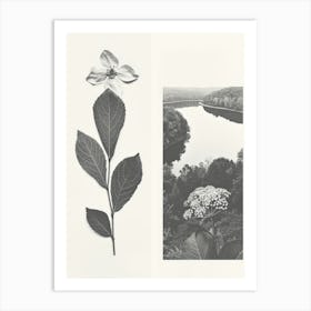Jasmine Flower Photo Collage 4 Art Print