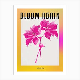 Hot Pink Poinsettia 1 Poster Art Print