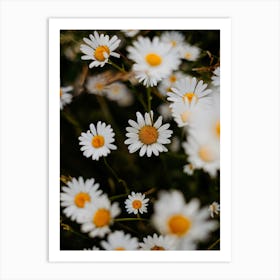 Daisy Field | Colorful Travel Photography Art Print