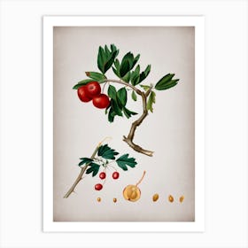 Vintage Red Thorn Apple Botanical on Parchment Art Print