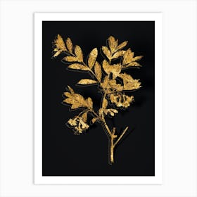 Vintage White Honeysuckle Plant Botanical in Gold on Black n.0513 Art Print