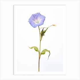 Pressed Flower Botanical Art Morning Glory 1 Art Print