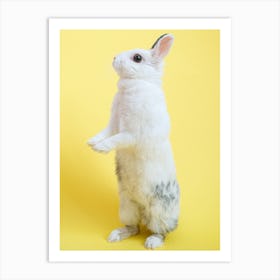 Rabbit Standing On Hind Legs Art Print