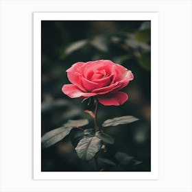 Pink Rose 60 Art Print