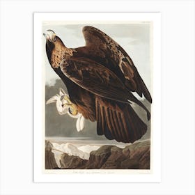 Golden Eagle, Birds Of America, John James Audubon Art Print