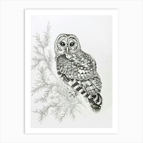 Spotted Owl Drawing 4 Art Print
