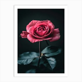 Rose On Black Background 7 Art Print