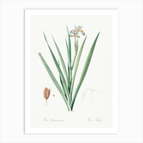 Stinking Iris Illustration From Les Liliacées (1805), Pierre Joseph Redoute Art Print