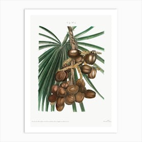 Date Palm, Pierre Joseph Redoute Art Print