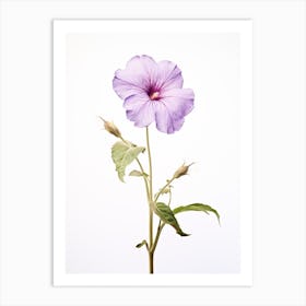 Pressed Wildflower Botanical Art Wild Petunia 2 Art Print