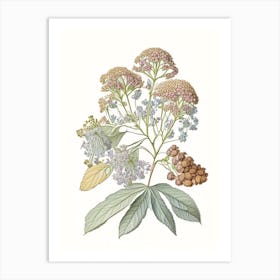 Hydrangea Root Spices And Herbs Pencil Illustration 1 Art Print