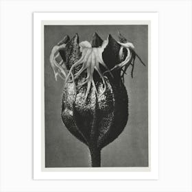 Fringe Cups, Karl Blossfeldt Art Print