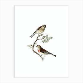 Vintage Common Linnet Bird Illustration on Pure White Art Print